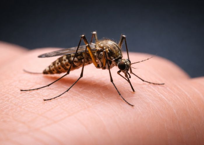 Mosquito Control Service